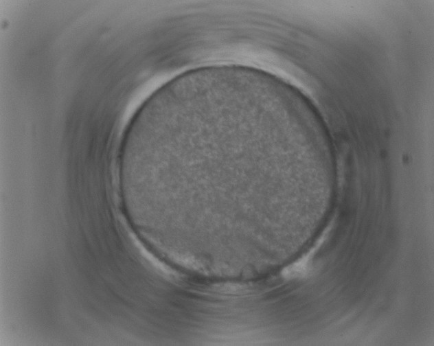 X0000076451517200610271811