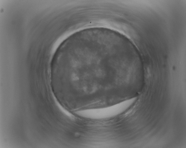 X0000076451519200610271811