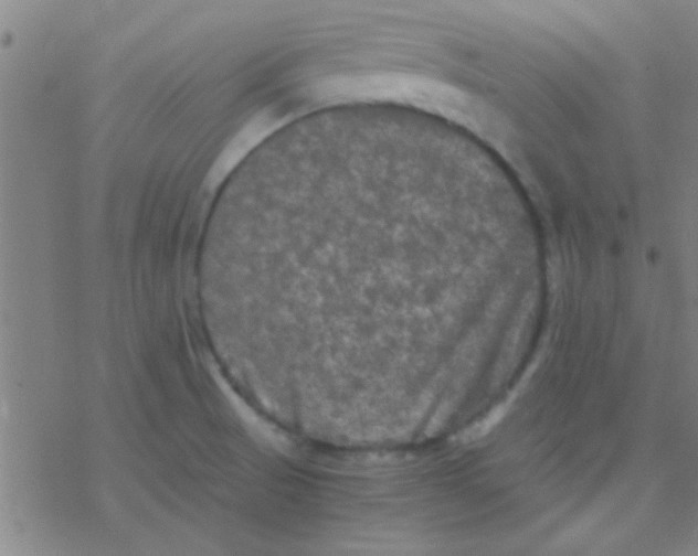 X0000076451521200610271811