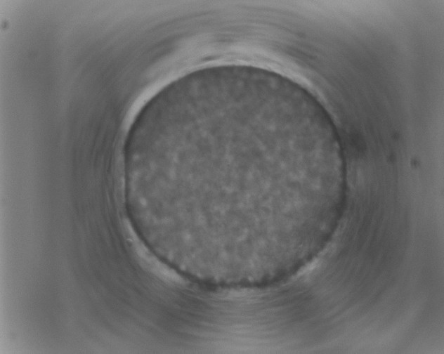 X0000076451522200610271811