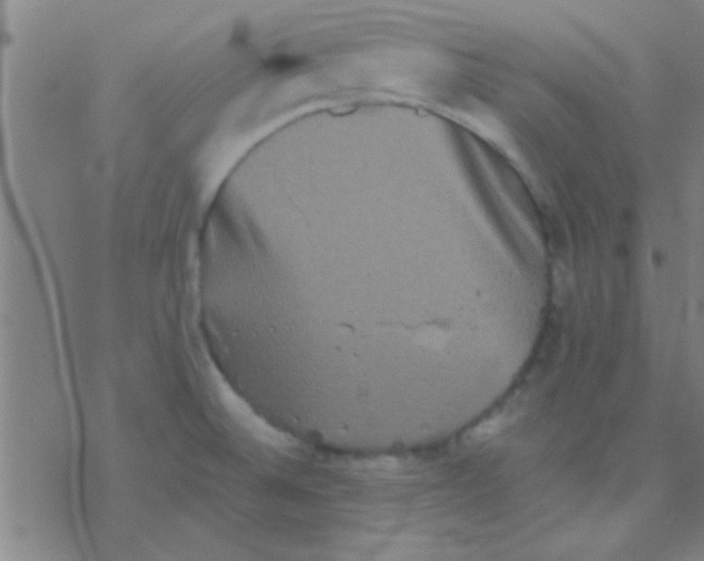 X0000076451524200610271811