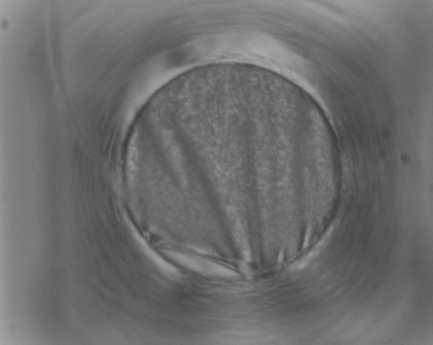 X0000076451525200610271811