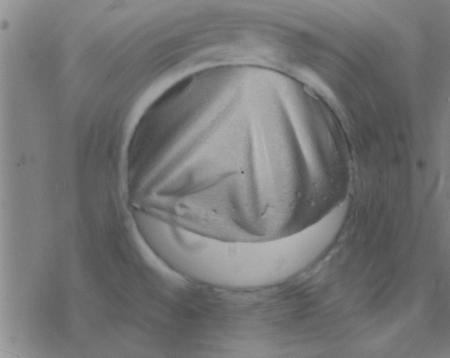 X0000076451528200610271811