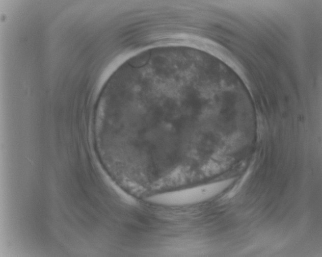 X0000076451533200610271811