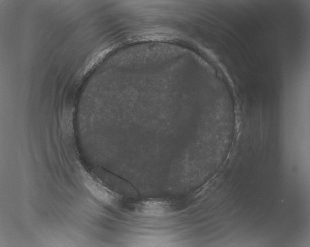 X0000076450154200611031940