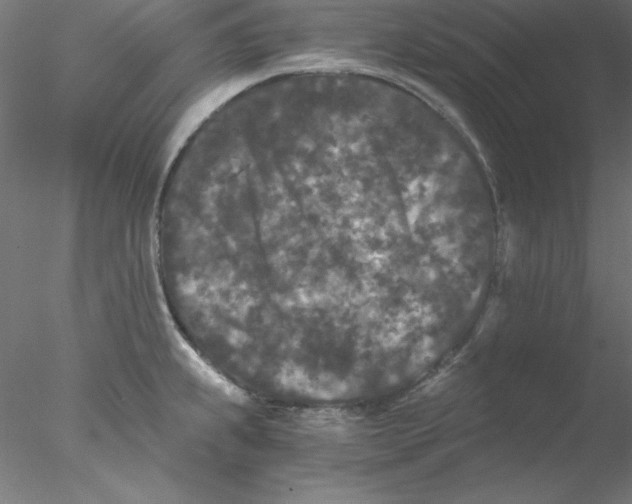 X0000076451239200611031923