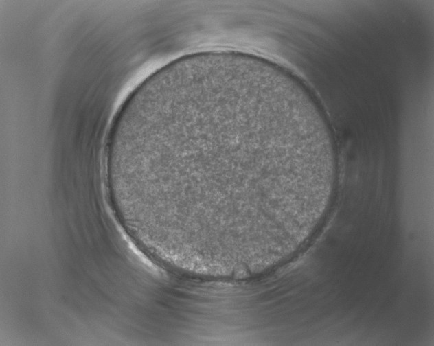 X0000076451517200611031918