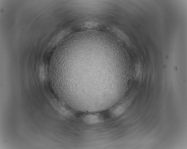 X0000077280236200610201116
