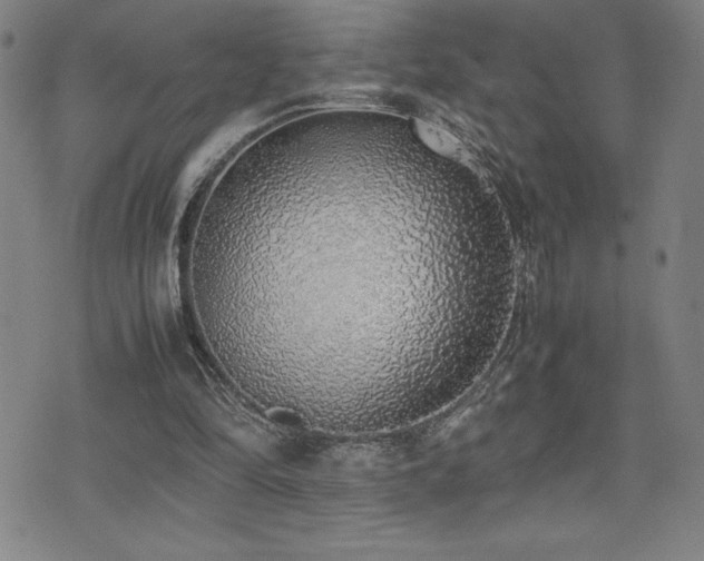 X0000077280294200610201115