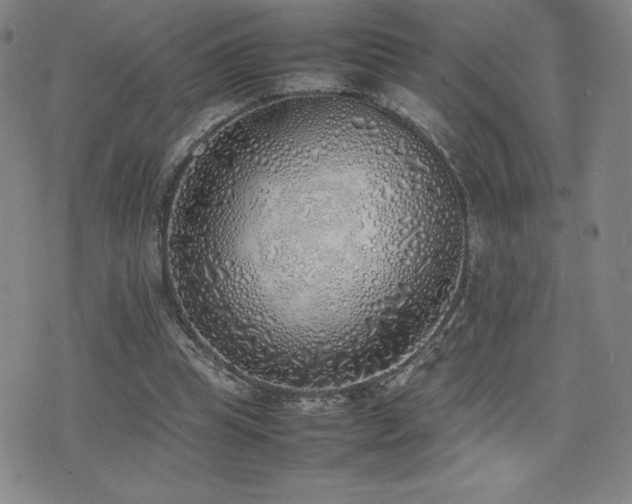 X0000077280345200610201114