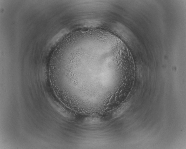 X0000077280354200610201114