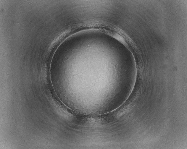 X0000077280442200610201113