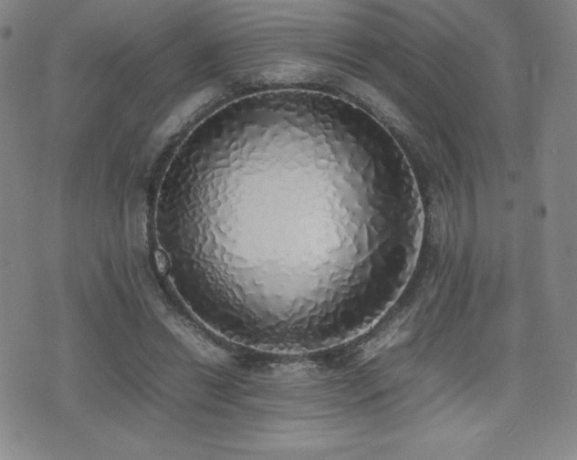 X0000077280446200610201113