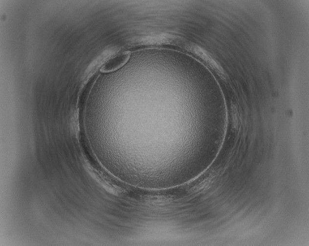 X0000077280486200610201112