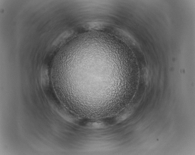 X0000077280506200610201112