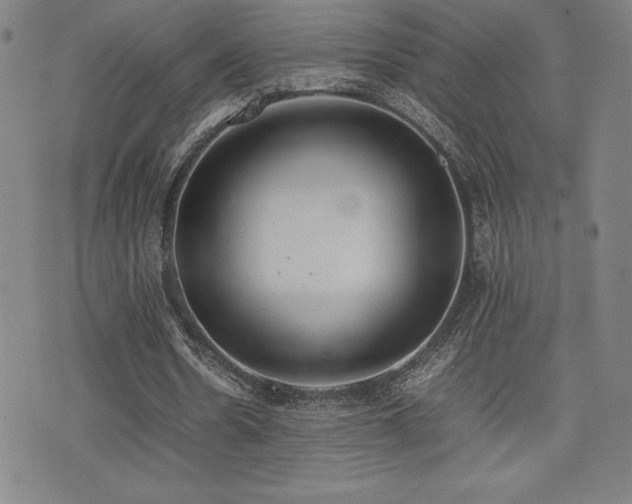 X0000077280530200610201111