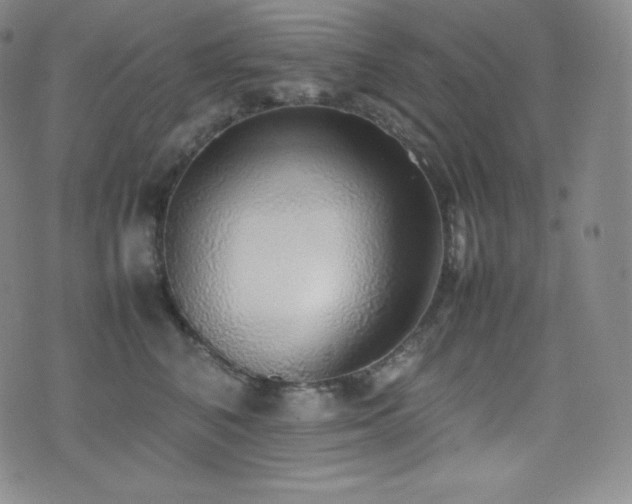 X0000077280616200610201110