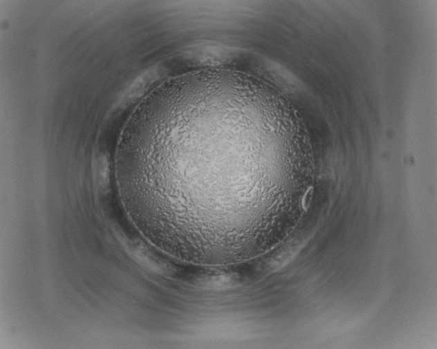 X0000077280646200610201110