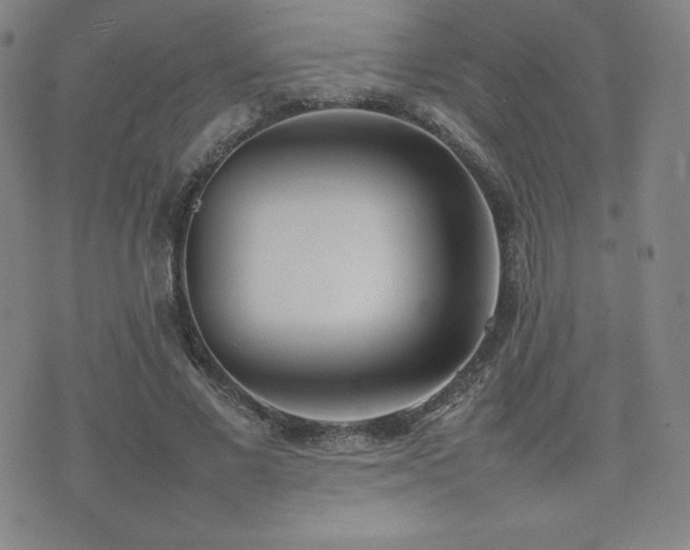 X0000077280685200610201109