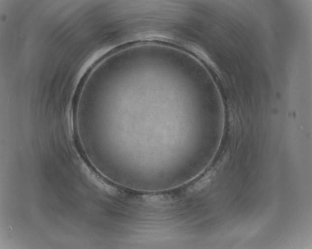 X0000077281032200610201103