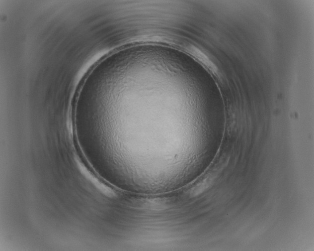 X0000077281084200610201102