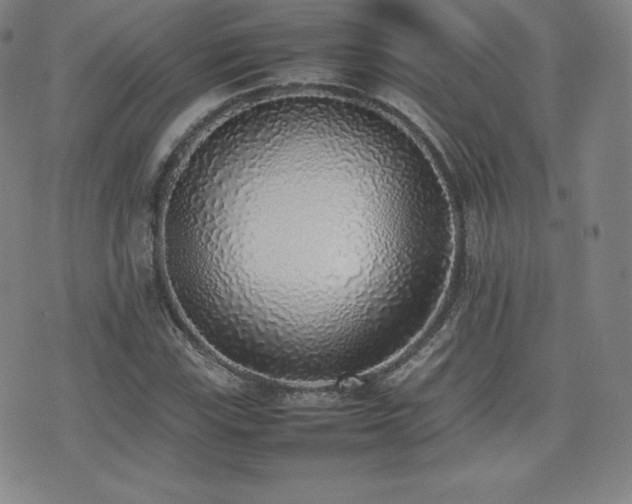 X0000077281115200610201102