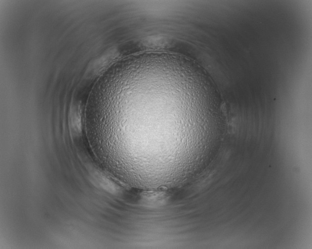 X0000077280334200610271505