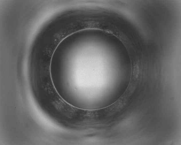 X0000077280383200610271505