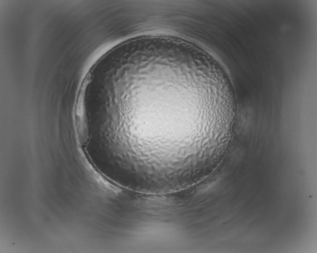 X0000077280959200610271455