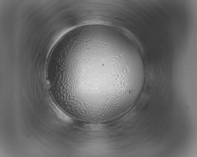 X0000077281244200610271450