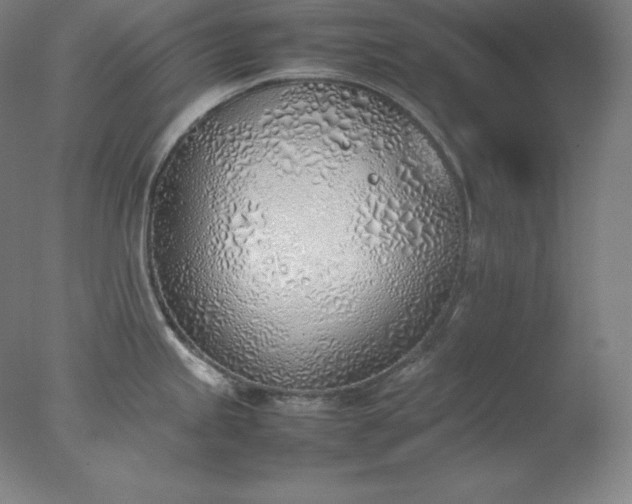X0000077281245200610271450