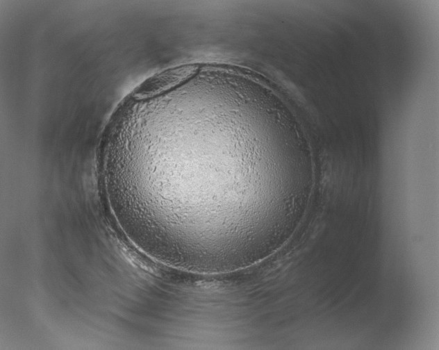 X0000077281264200610271449