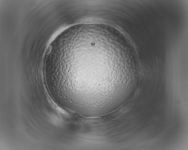 X0000077281486200610271446