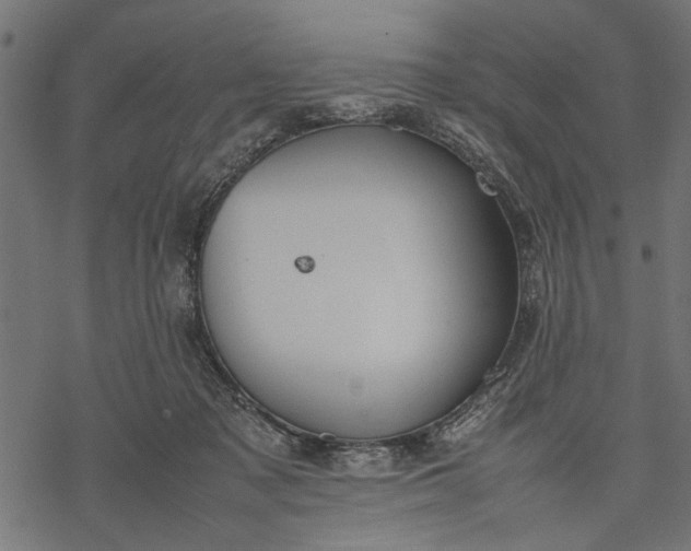 X0000077280317200611031532