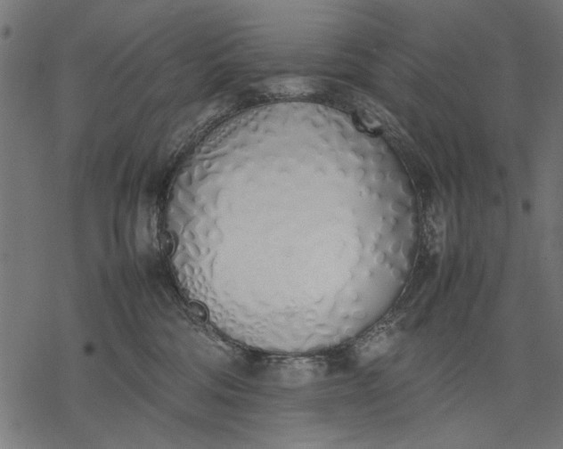 X0000077280330200611031531