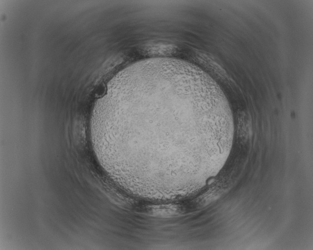 X0000077280363200611031531