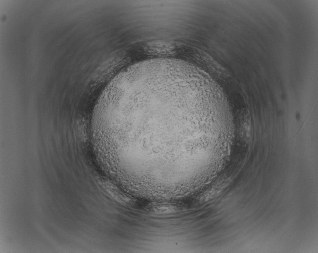 X0000077280658200611031526