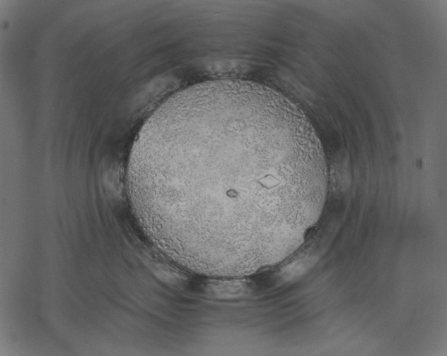 X0000077280671200611031527