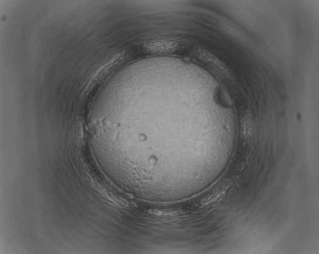 X0000077280733200611031525