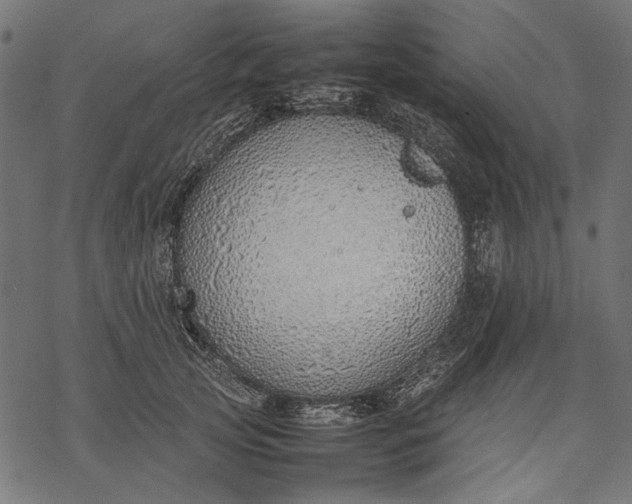 X0000077280753200611031525