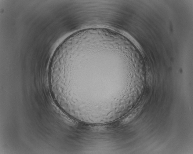 X0000077281004200611031520