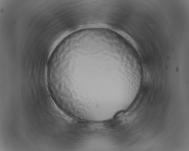 X0000077281006200611031520