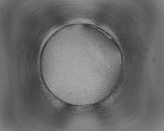 X0000077281008200611031520