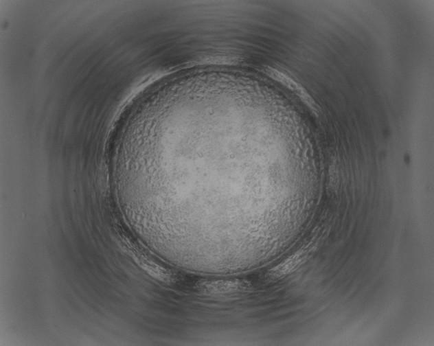 X0000077281027200611031520