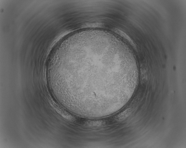 X0000077281035200611031520