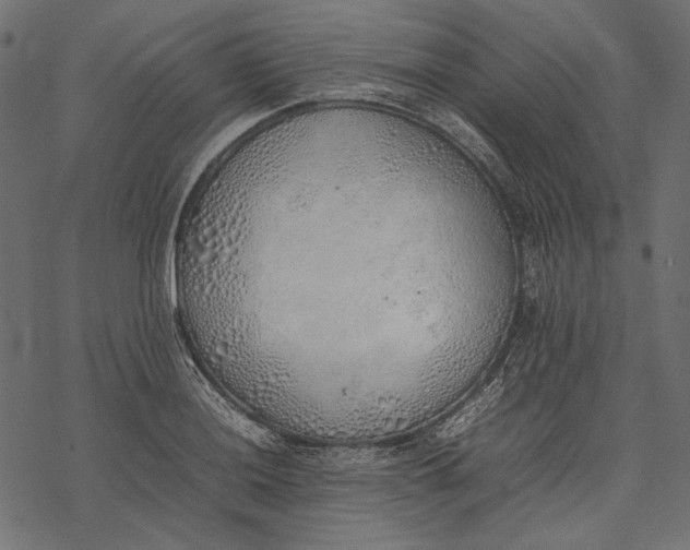 X0000077281036200611031520