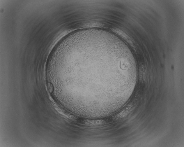 X0000077281039200611031520