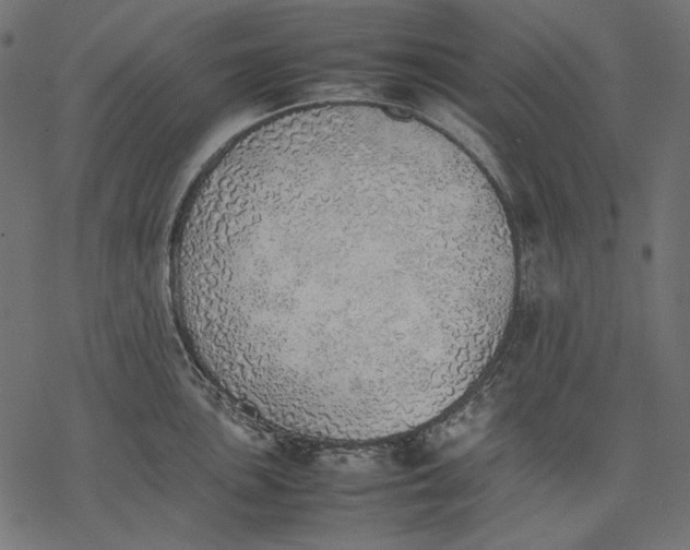 X0000077281051200611031520