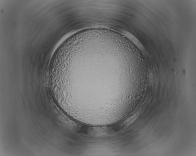 X0000077281052200611031520