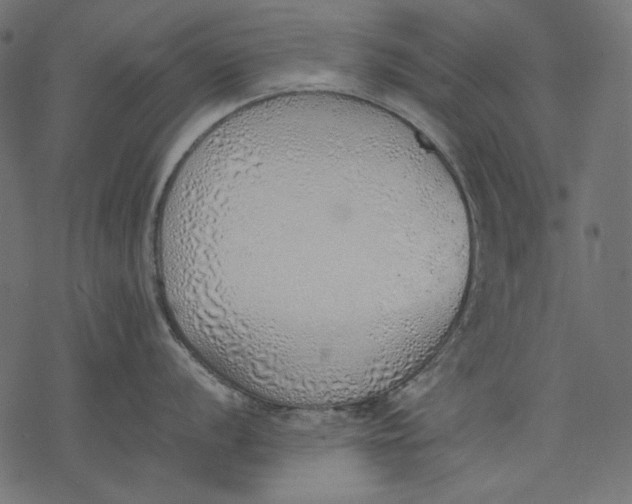 X0000077281056200611031520